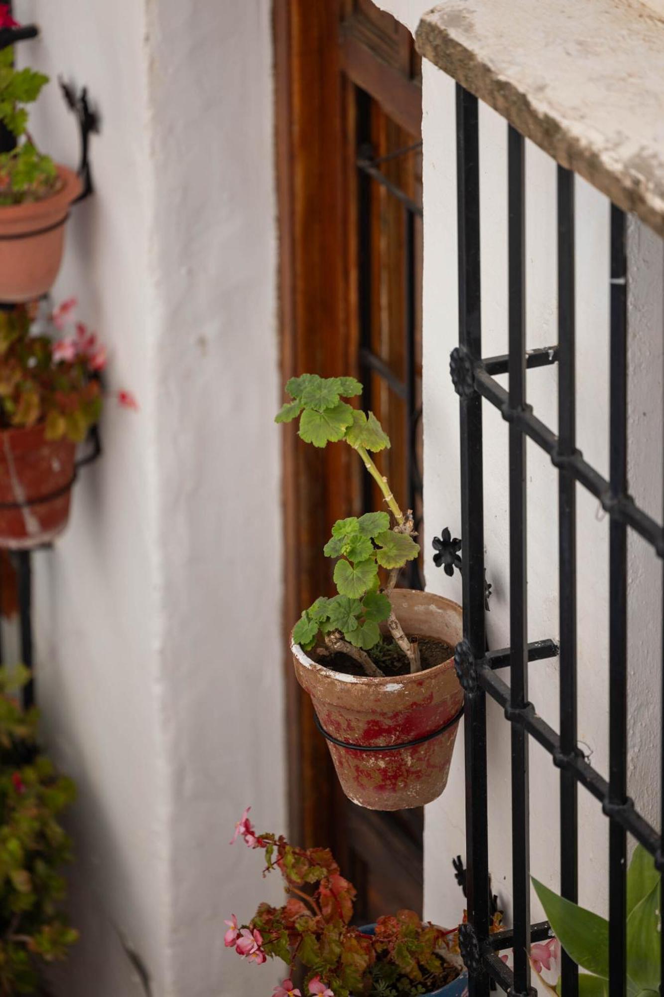 Olive & Ivy Guesthouse Canillas de Aceituno Εξωτερικό φωτογραφία