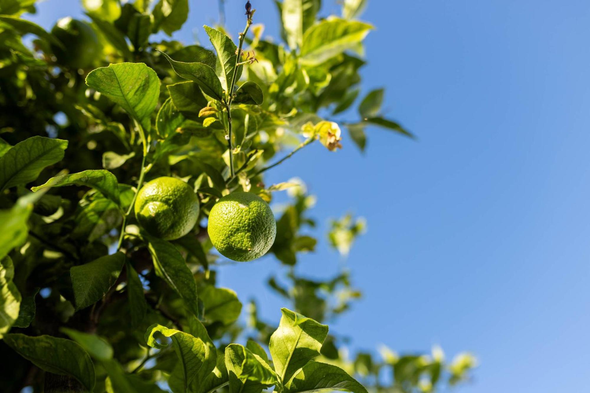 Olive & Ivy Guesthouse Canillas de Aceituno Εξωτερικό φωτογραφία